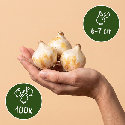 Bulbes de Muscari 'White Magic' tenus dans une main, calibre 6-7 cm, lot de 100 bulbes.