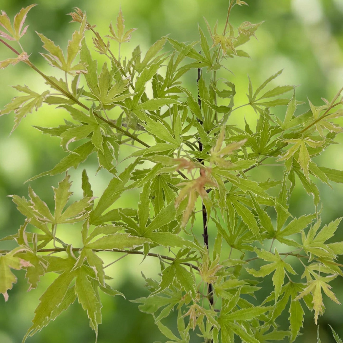 Érable du Japon Matamorphosa : gros plan sur le feuillage vert vif finement découpé, aux bords légèrement panachés de blanc.