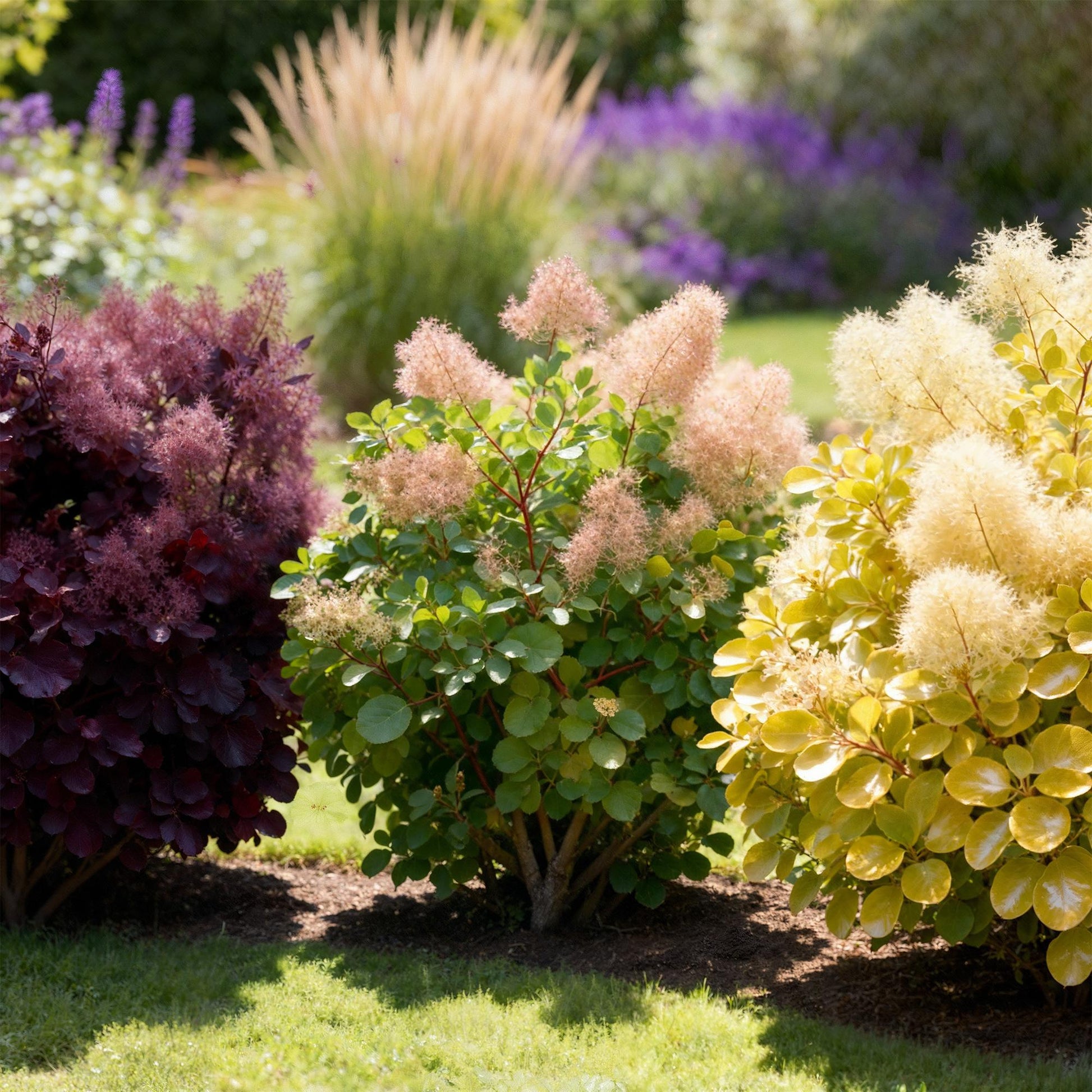 Cotinus coggyria Tricolour, trois arbustes aux feuillages violet foncé, vert moyen et jaune vif, avec des inflorescences légères, plantés en
