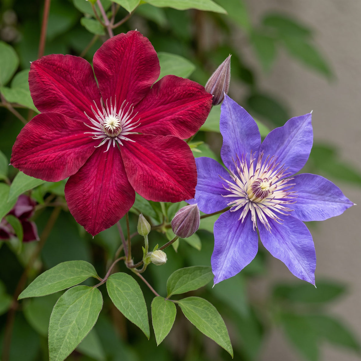 Clématite Duo Bleu & Rouge (Clematis) - grimpantes à grandes fleurs