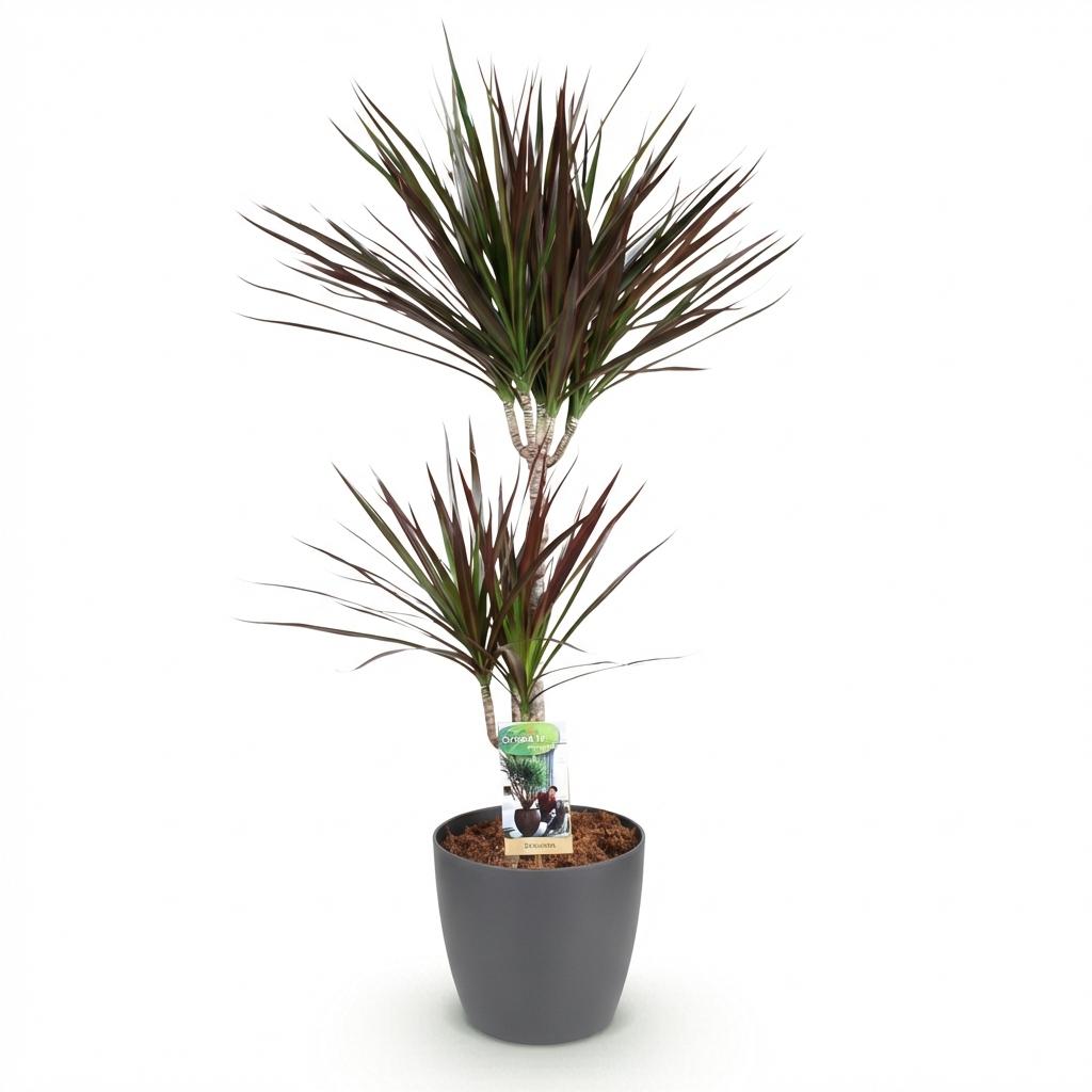 Plantes d'intérieur - Dracaena Magenta - Arbre à sang de dragon - Peu d'entretien - avec Pot Gris - Rouge - 1 Plante - avec Pot Gris - Pot 21cm - Hauteur 90-100cm