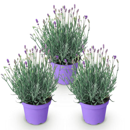 Lavande Munstead en pot. Trois plants de Lavandula angustifolia Munstead, aux feuilles vert-gris et fleurs violettes, sur fond blanc.