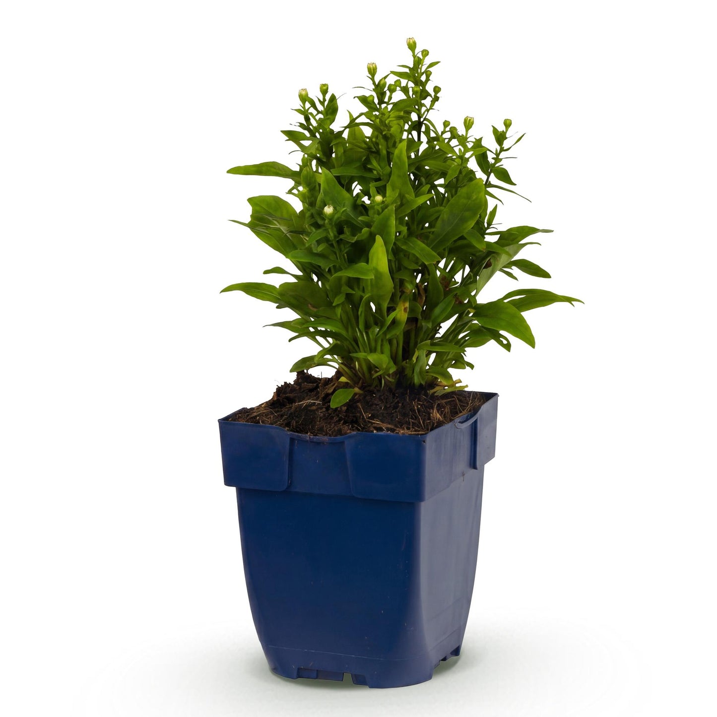 Aster de mer (D) Schneekissen, plante vivace en pot de 11cm, hauteur 15-25cm, sur fond blanc. Attire abeilles et papillons.