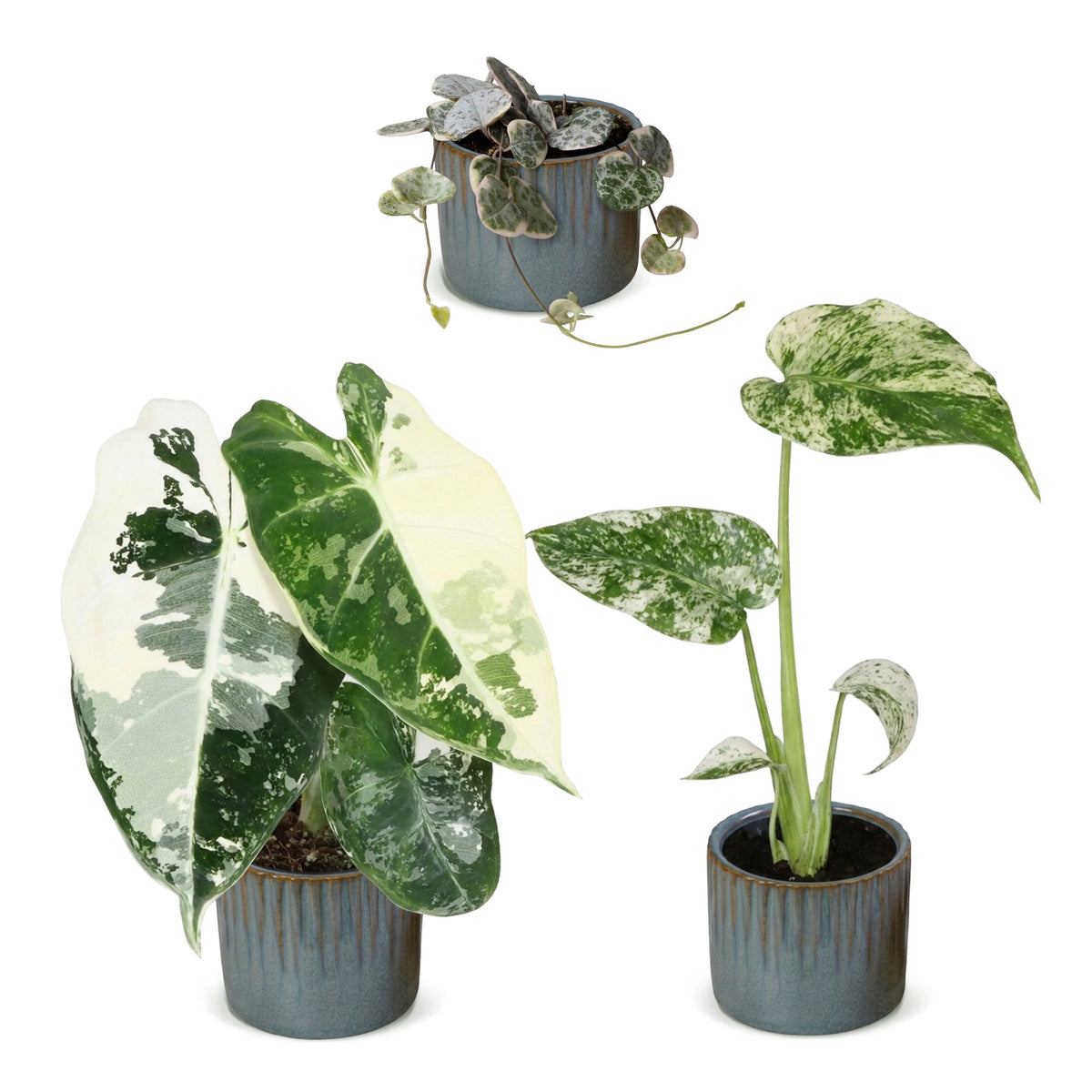 Bébés plantes panachées en pot de 6 cm, 3 plantes, cache-pot bleu gris