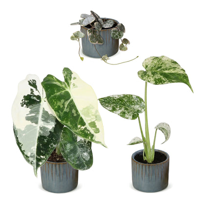 Bébés plantes panachées en pot de 6 cm, 3 plantes, cache-pot bleu gris