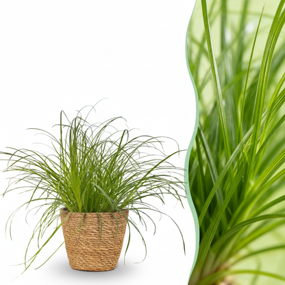 Plante d'intérieur - Cyperus alternifolius Zumula - Plante à chats - Plante amicale pour les animaux - Vert - 1 Plante - avec Panier - Pot 12cm - Hauteur 20cm