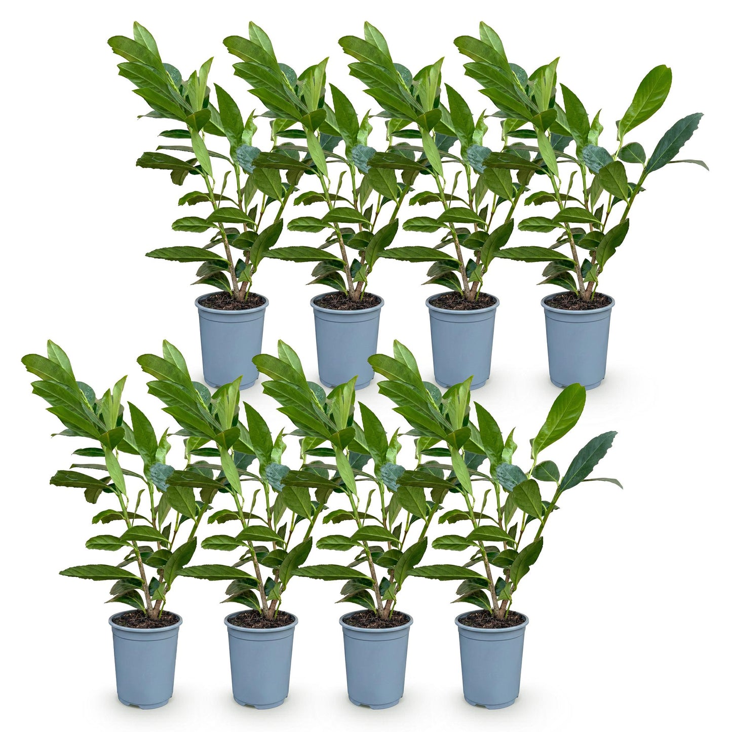Prunus laur. Caucasica. Lot de 8 jeunes cerisiers lauriers, plants de haie persistants en pot de 9cm, hauteur 25-35cm.