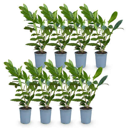 Prunus laur. Caucasica. Lot de 8 jeunes cerisiers lauriers, plants de haie persistants en pot de 9cm, hauteur 25-35cm.