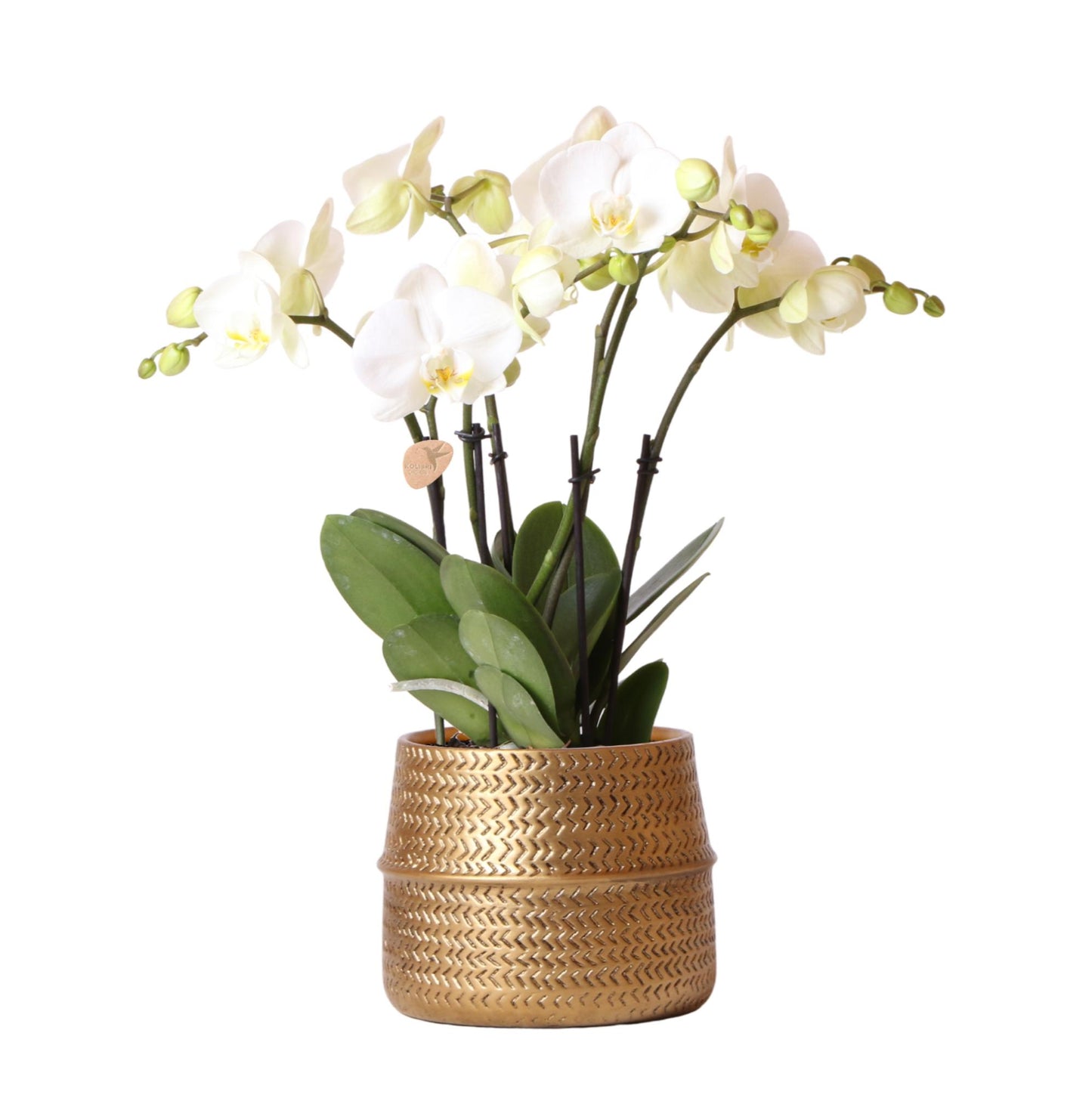 Orchidée Phalaenopsis blanche avec cache-pot Rainuré doré