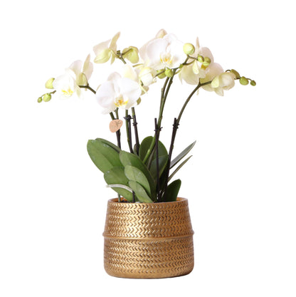 Orchidée Phalaenopsis blanche avec cache-pot Rainuré doré