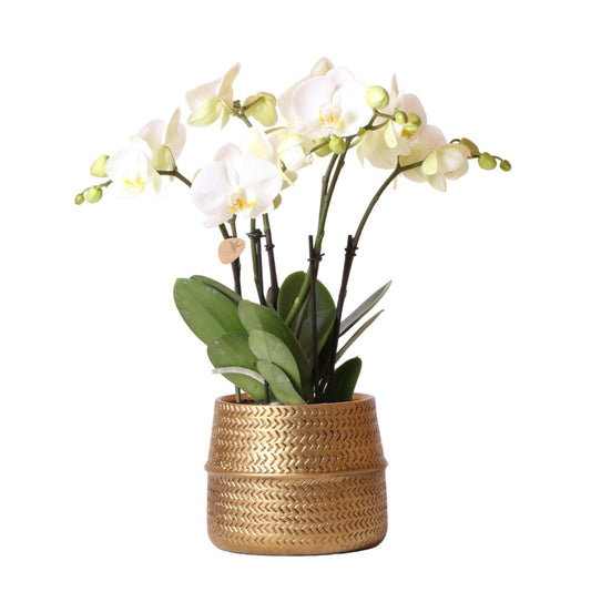 Orchidée Phalaenopsis blanche avec cache-pot Rainuré doré
