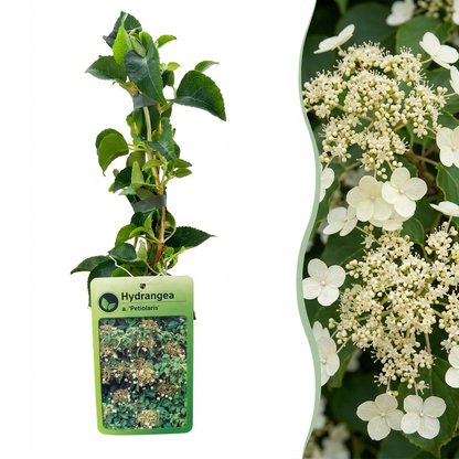 Hortensia grimpant (Hydrangea petiolaris) - grimpante fleurie pour l'ombre