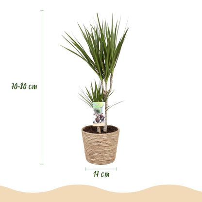 Plantes d'intérieur - Dracaena Marginata - Arbre à dragon - Peu d'entretien - avec panier - Vert - 1 Plante - Pot 17cm - Hauteur 70-80cm