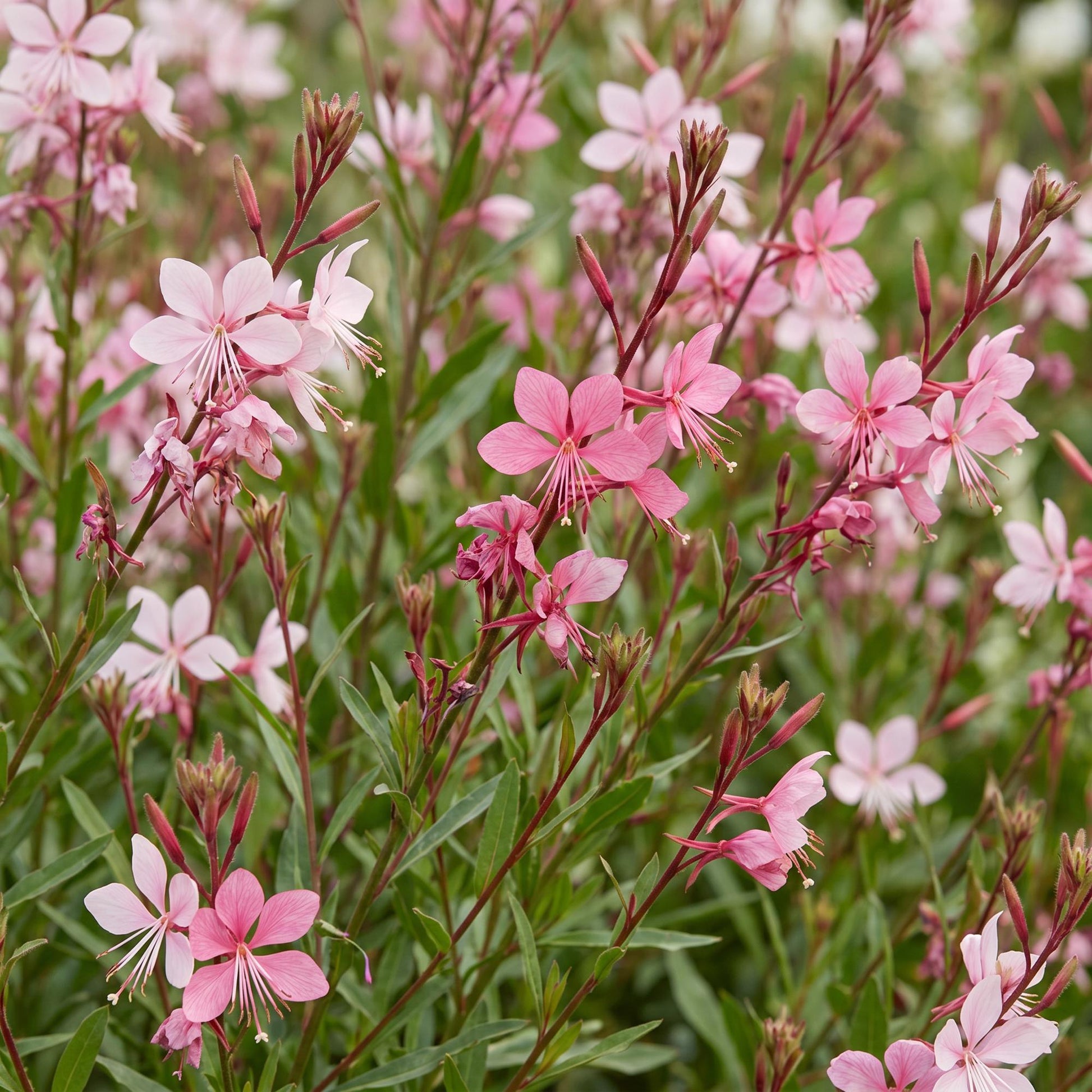 Gaura lindh. Florgauros, Bougie d'été, gros plan sur ses délicates fleurs roses pâles et son feuillage vert, idéales pour attirer les abeill