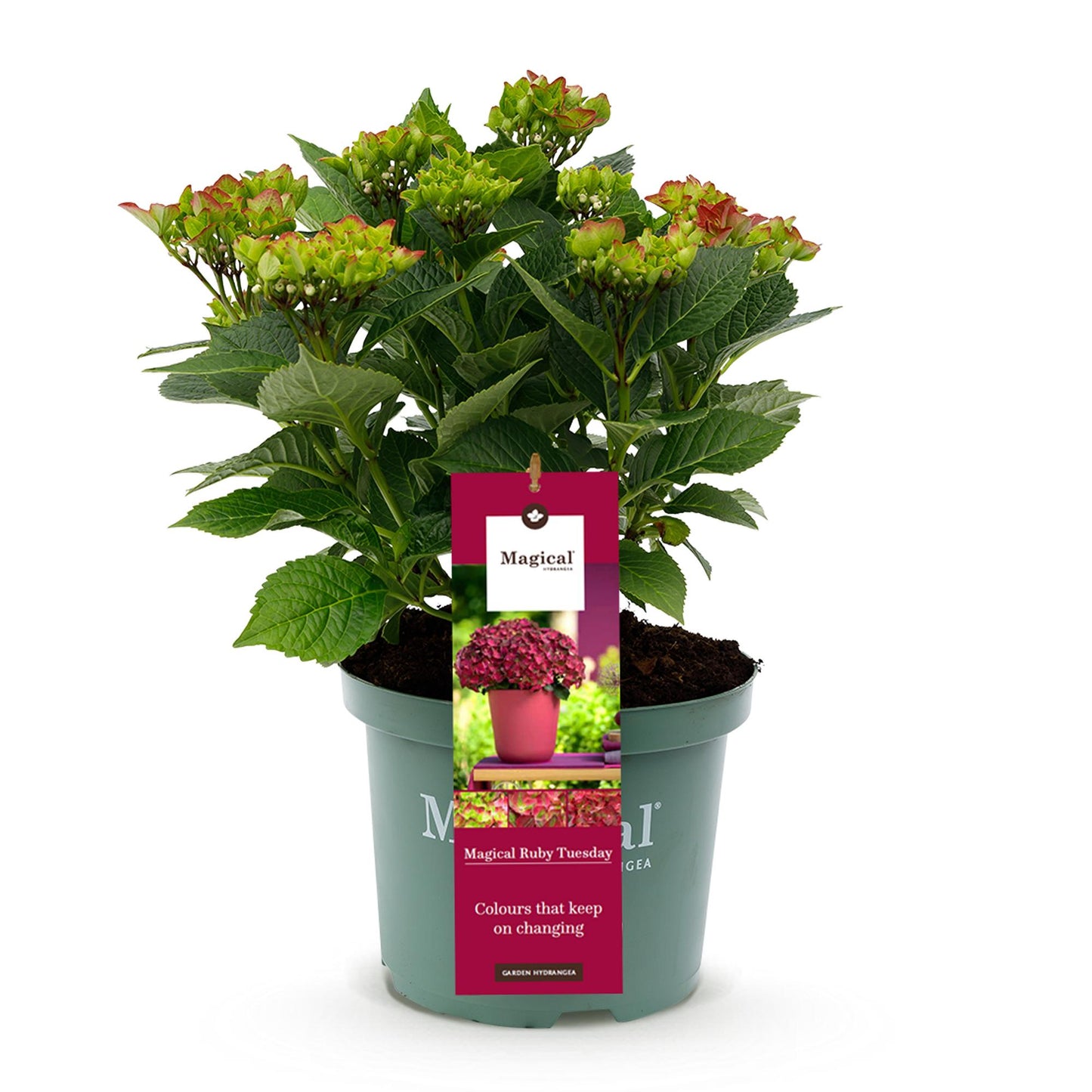 Hortensia Hydrangea Magical Teusday & Saphire en pot de 23cm, avec 6-10 fleurs rouges, sur fond blanc.