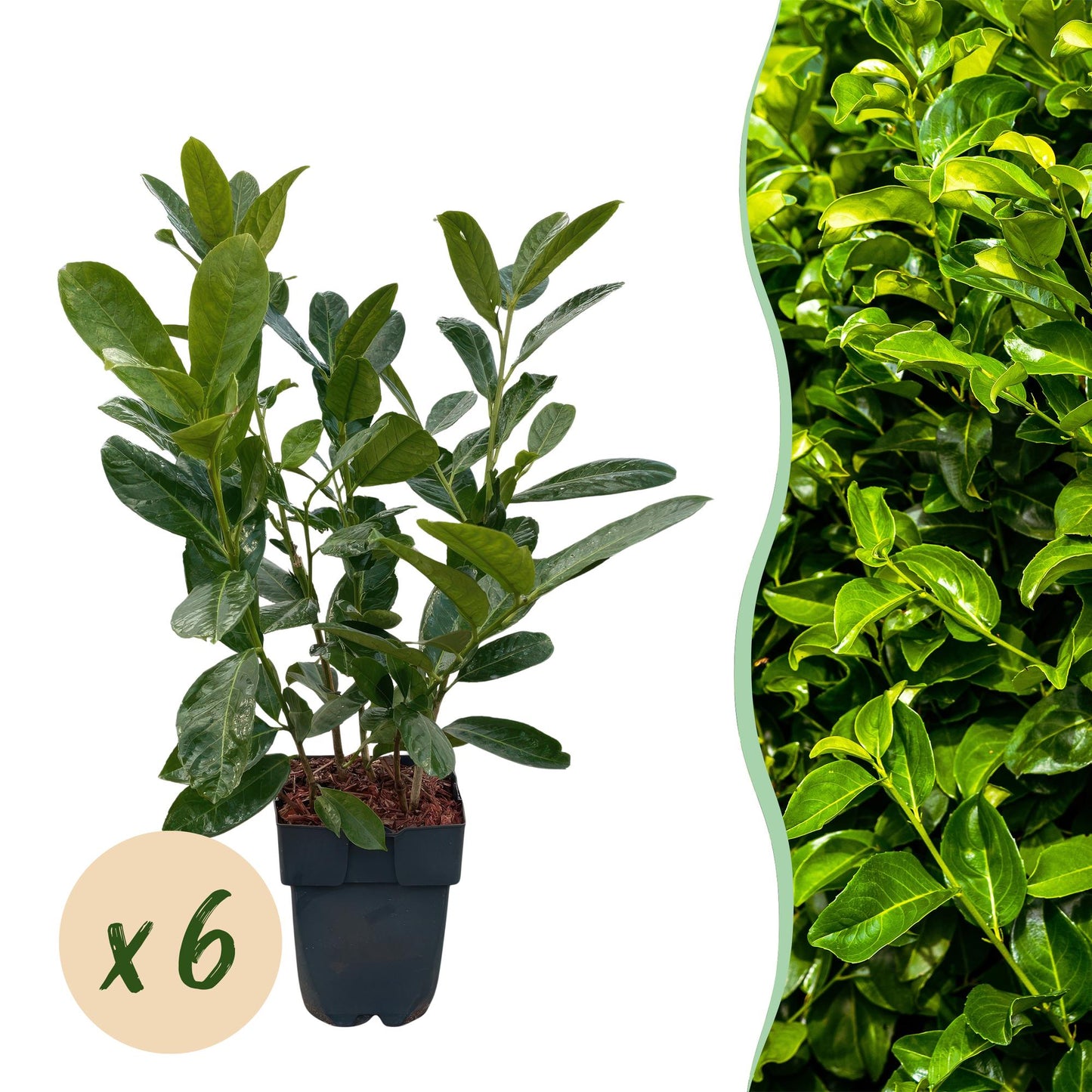 Prunus laurocerasus Rotundifolia : un jeune plant en pot accompagné d'une pastille 'x6' et d'un aperçu d'une haie luxuriante.