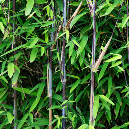 Fargesia nitida Black Dragon. Gros plan sur les chaumes sombres et les feuilles vertes du bambou non envahissant.