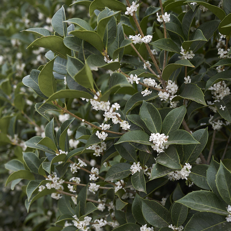 Osmanthe de Burkwood (Osmanthus × burkwoodii), plante de haie persistante, Pot 9 cm, Hauteur 25-30 cm