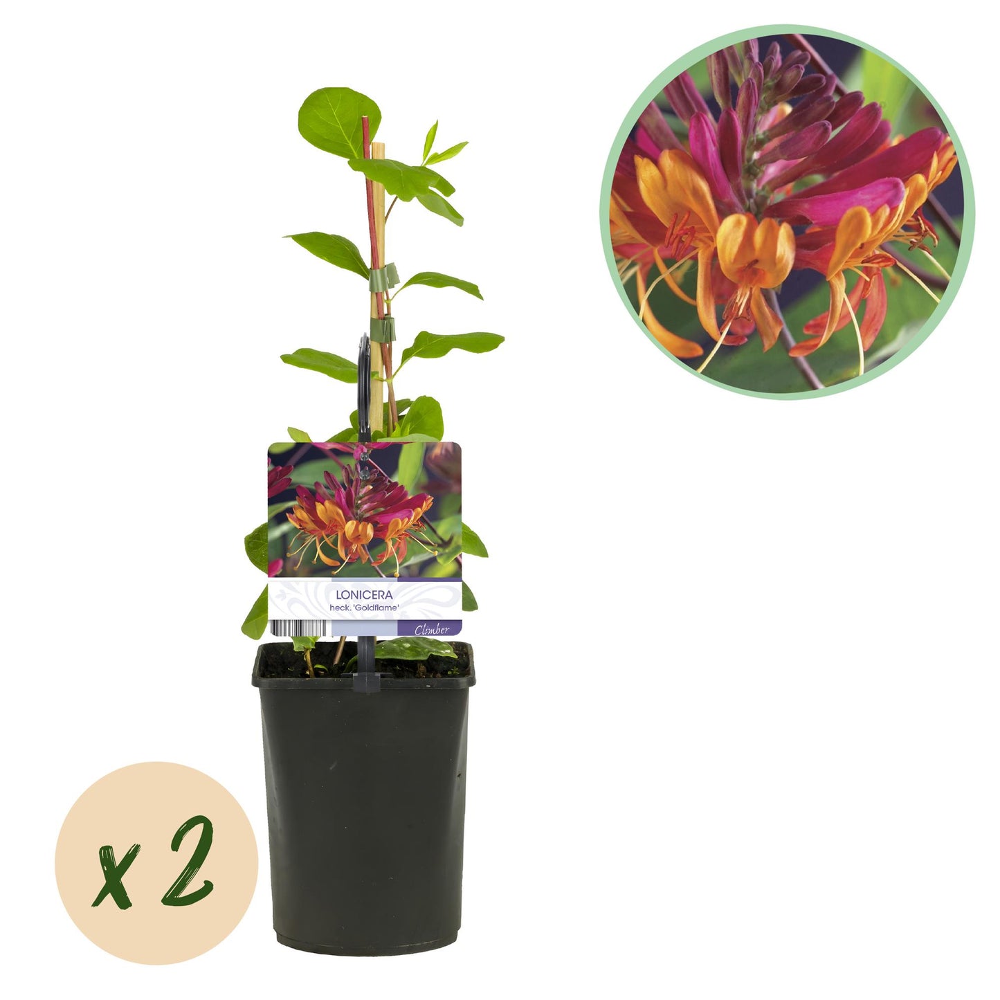 Chèvrefeuille Lonicera heckrottii Goldflame. Jeune plant en pot avec étiquette et bulle « x 2 » pour les deux plantes du lot.