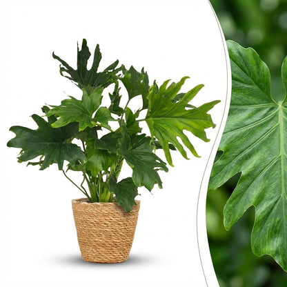 Plante d'intérieur - Philodendron - Philodendron Lickety split - Vert - Peu d'entretien - 1 Plante - avec Panier - Pot 19cm - Hauteur 70cm