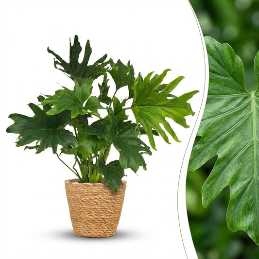 Un philodendron Lickety split en pot de 19cm avec de larges feuilles vertes lobées et un cache-pot en osier naturel