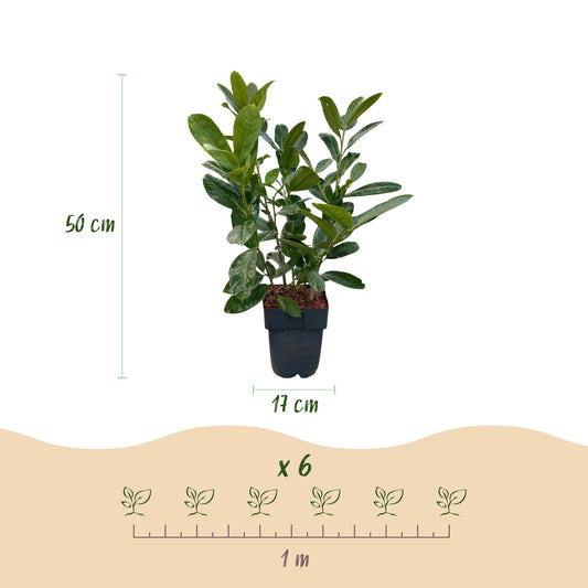 Prunus laurocerasus Rotundifolia. Infographie détaillant les dimensions d'un plant de 50cm de haut en pot de 17cm, et un exemple d'espacemen