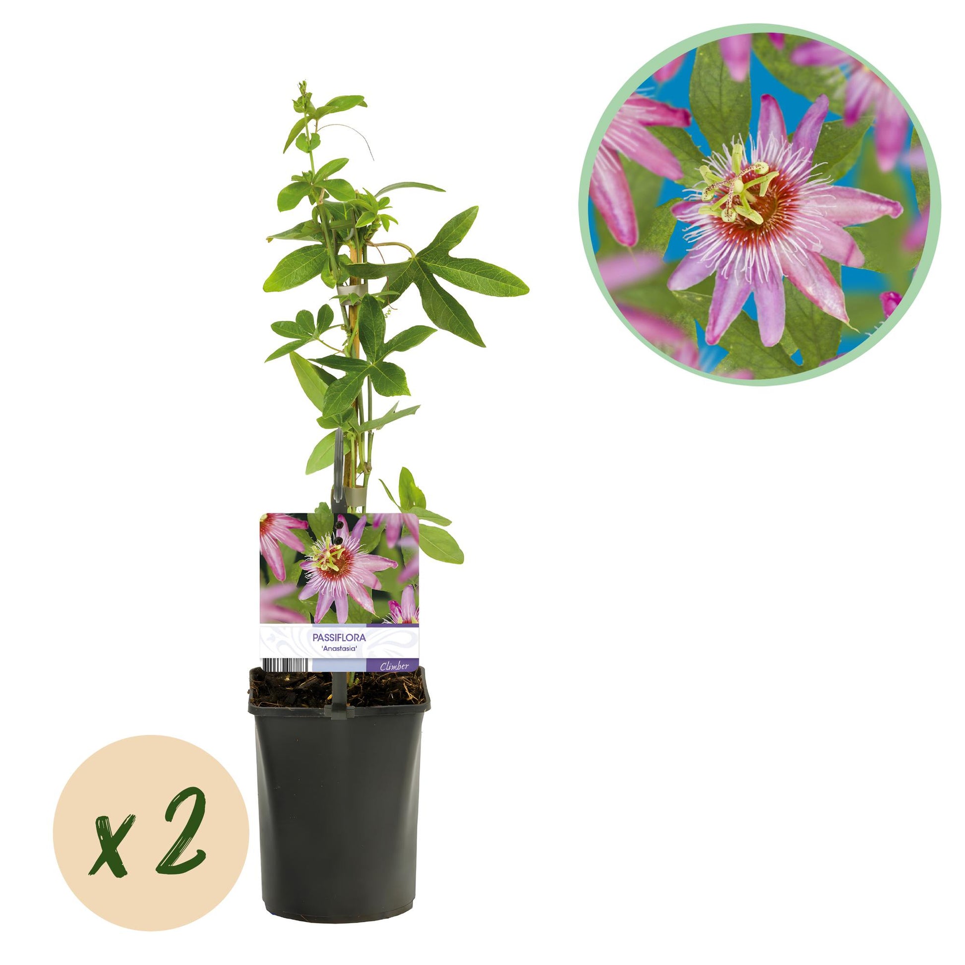 Passiflora Anastasia, fleur de la passion aux fleurs roses délicates, présentée en pot avec un indicateur 'x2' pour le lot de deux plantes.