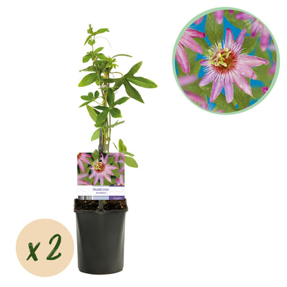 Passiflora Anastasia, fleur de la passion aux fleurs roses délicates, présentée en pot avec un indicateur 'x2' pour le lot de deux plantes.