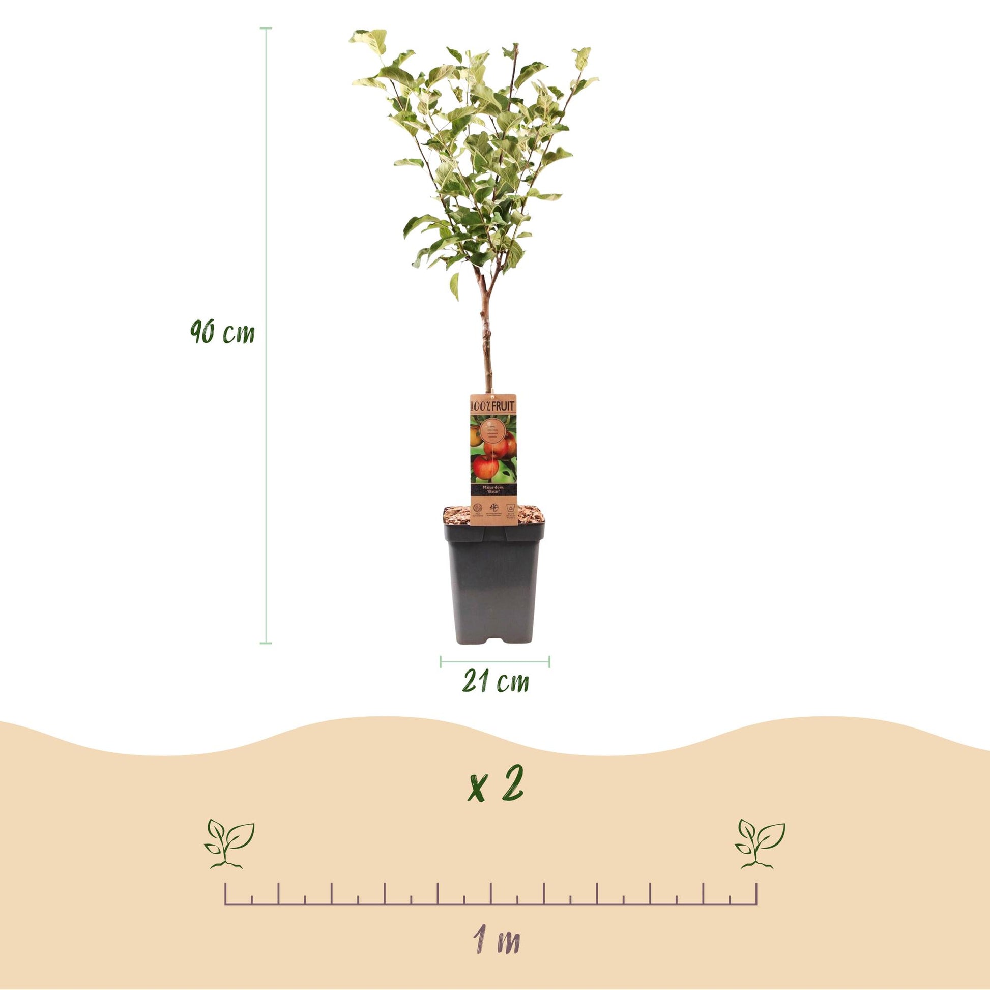 Pommier Malus domestica Elstar. Infographie des dimensions du plant (90 cm de haut, pot de 21 cm de diamètre) et espacement de plantation (1