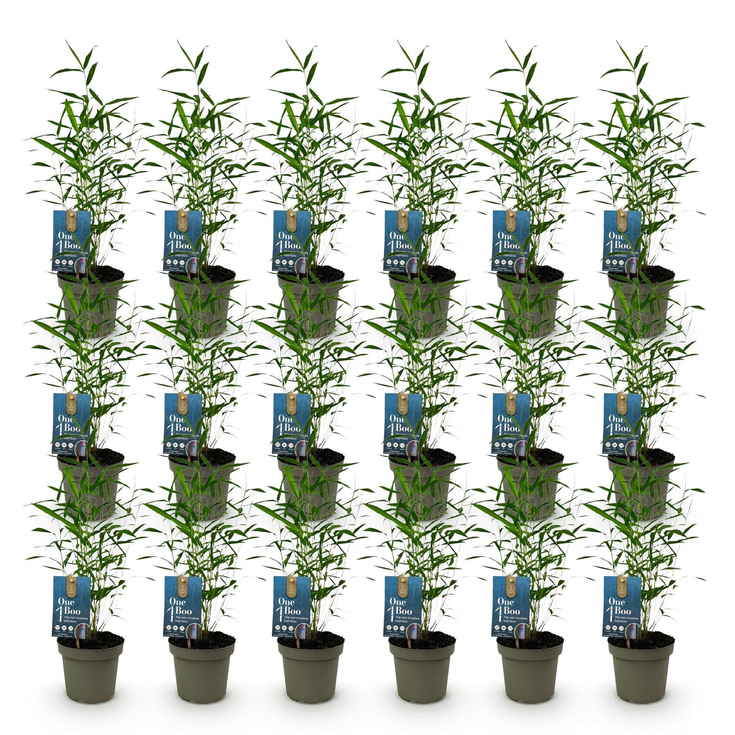 Bambou Fargesia Blue Dragon : Un lot de 20 jeunes plants en pots, aux feuilles vertes luxuriantes, présentés sur fond blanc.