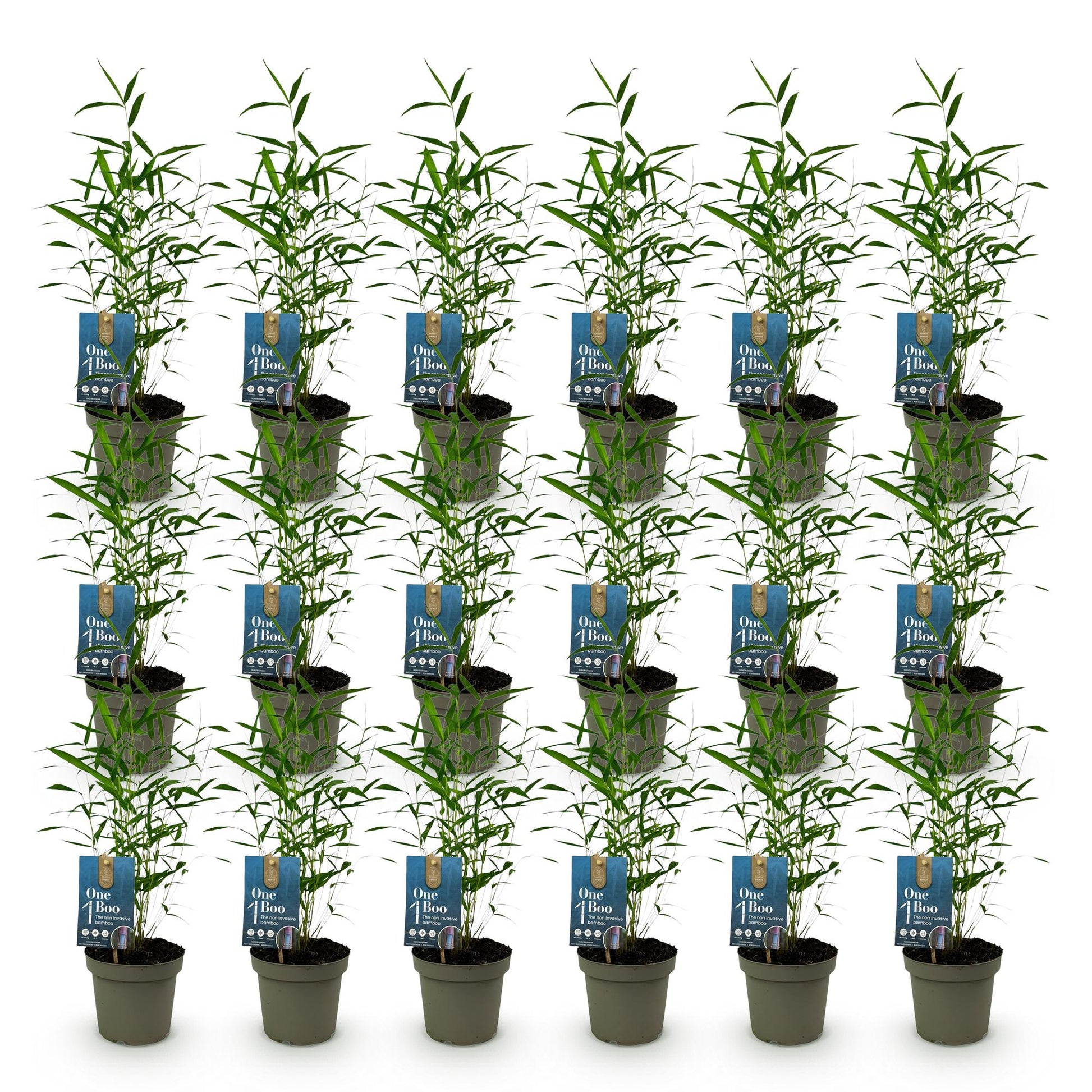 Bambou Fargesia Blue Dragon : Un lot de 20 jeunes plants en pots, aux feuilles vertes luxuriantes, présentés sur fond blanc.