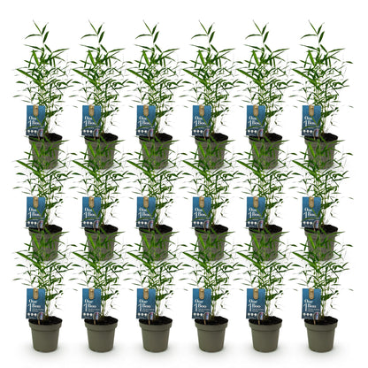 Bambou Fargesia Blue Dragon : Un lot de 20 jeunes plants en pots, aux feuilles vertes luxuriantes, présentés sur fond blanc.