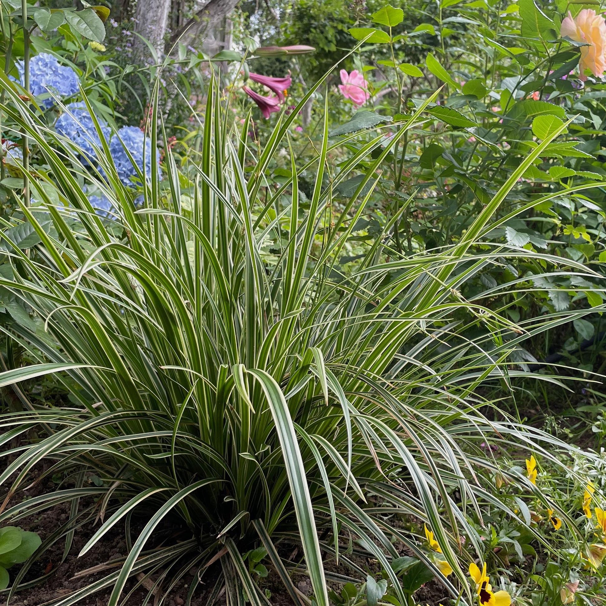 Carex morrowii Ice Dance, graminée ornementale au feuillage persistant blanc et vert, mise en scène dans un jardin avec des fleurs colorées.