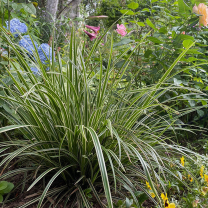 Carex morrowii Ice Dance, graminée ornementale au feuillage persistant blanc et vert, mise en scène dans un jardin avec des fleurs colorées.