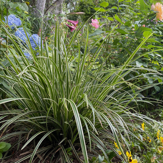 Carex morrowii Ice Dance, graminée ornementale au feuillage persistant blanc et vert, mise en scène dans un jardin avec des fleurs colorées.