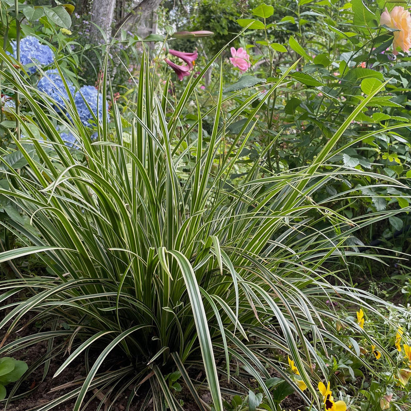 Laîche 'Ice Dance' (Carex) - graminée ornementale - Pot 17 cm - Hauteur 50 cm
