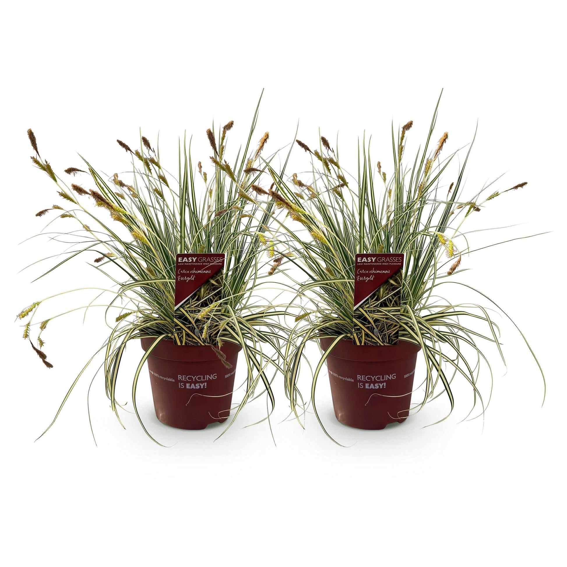 Carex oshimensis Evergold. Deux plants en pot, feuilles jaune-vert, sur fond blanc. Prêts à être plantés.
