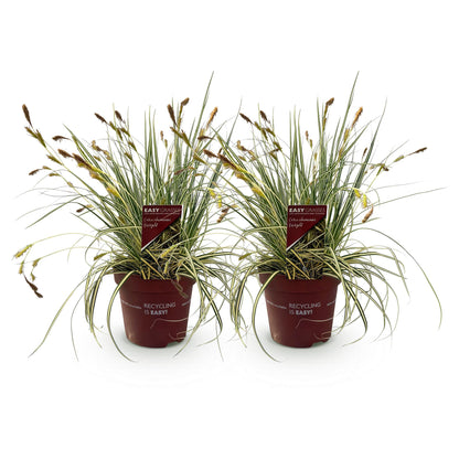 Carex oshimensis Evergold. Deux plants en pot, feuilles jaune-vert, sur fond blanc. Prêts à être plantés.
