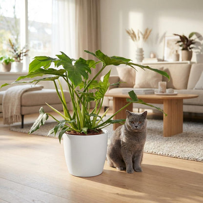 Plante d'intérieur - Philodendron - Philodendron Lacerum - Vert - Peu d'entretien - 1 Plante - avec Potter Blanc - Pot 19cm - Hauteur 65cm