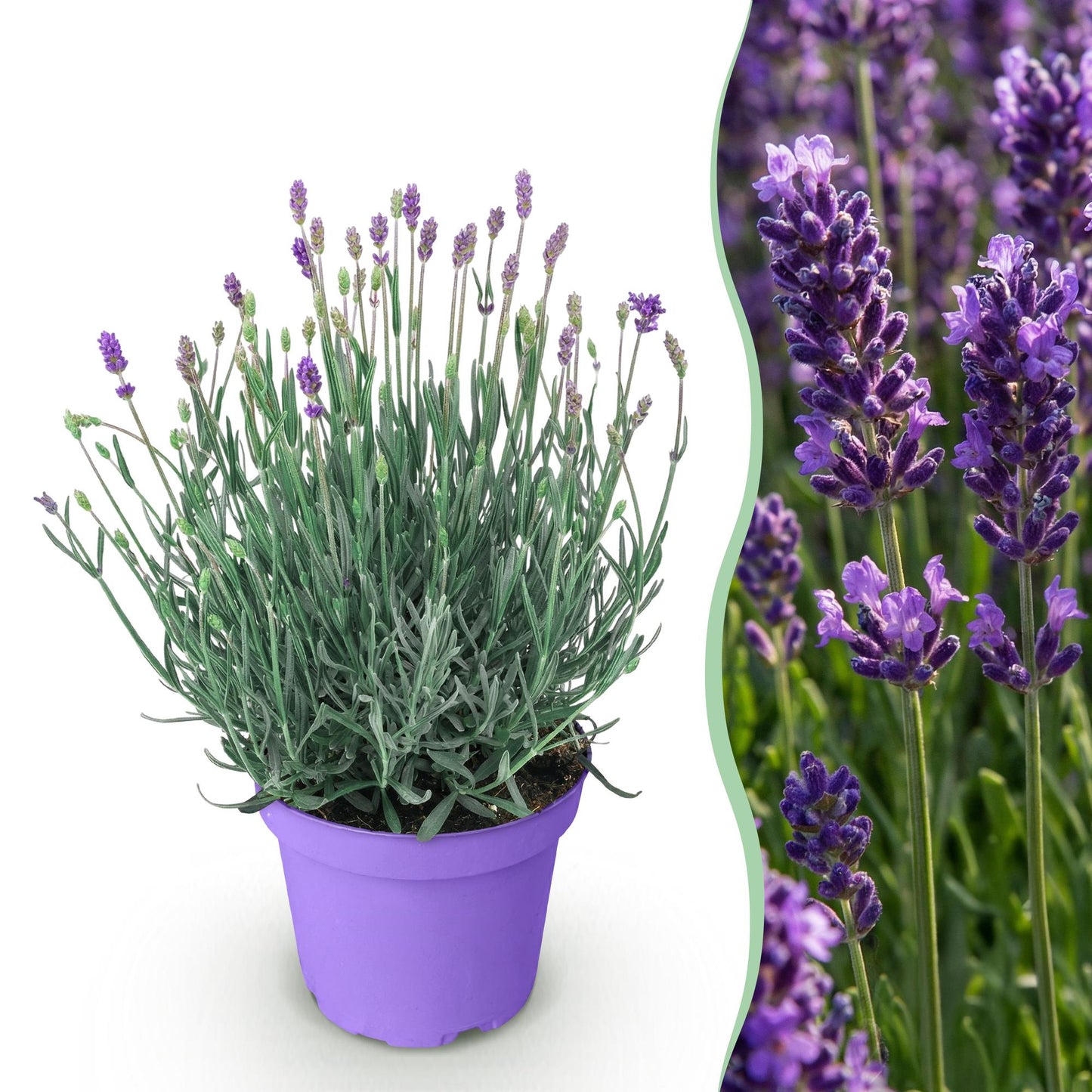 Lavande 'Munstead'. Un plant en pot violet sur fond blanc est juxtaposé à un champ de lavandes en fleurs aux épis pourpres.