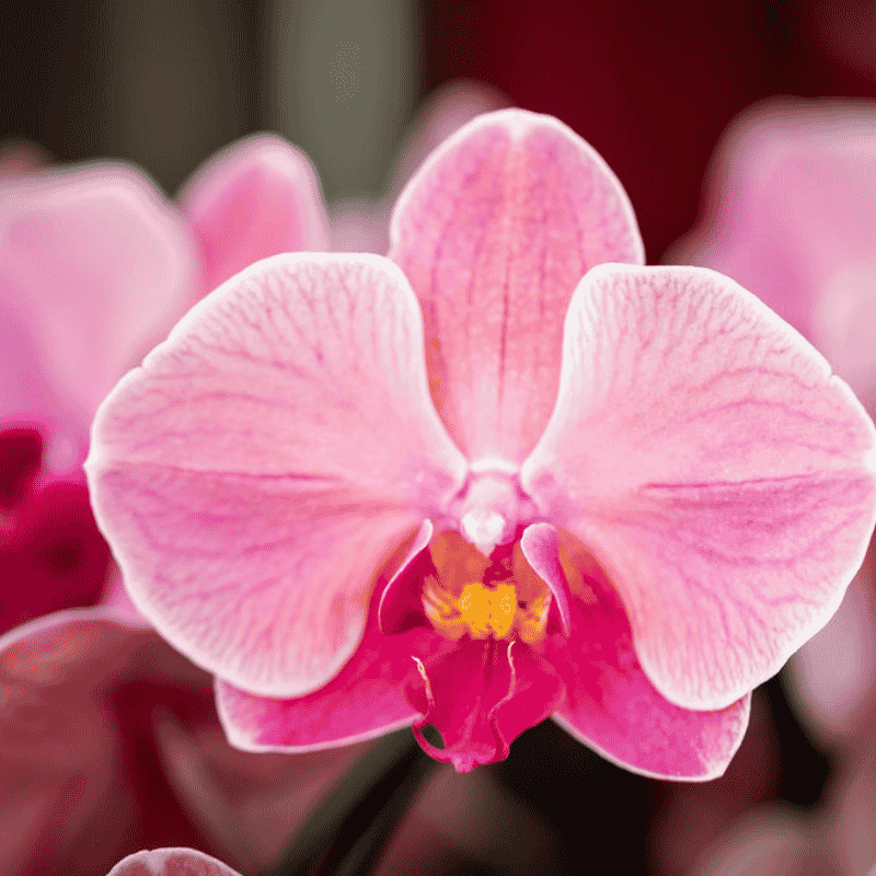 Orchidée Phalaenopsis en pot
