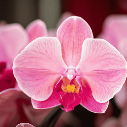 Orchidée Phalaenopsis en pot