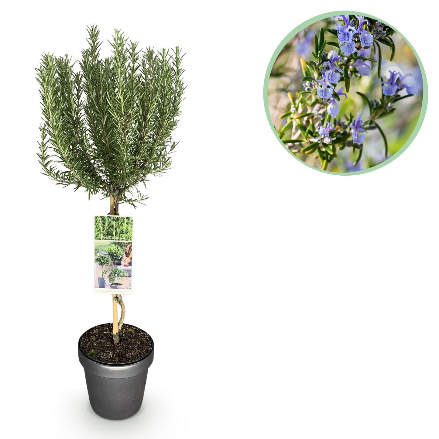 Romarin officinal sur tige en pot, idéal pour terrasse, avec un médaillon montrant ses fleurs pourpres en gros plan.