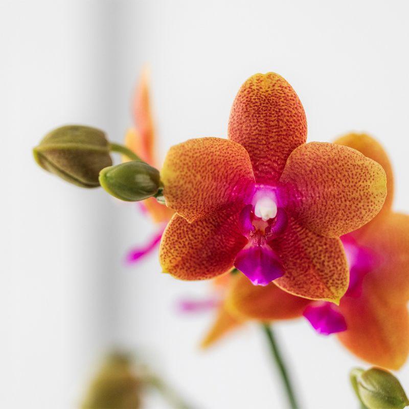 Orchidée Phalaenopsis orange parfumée en pot