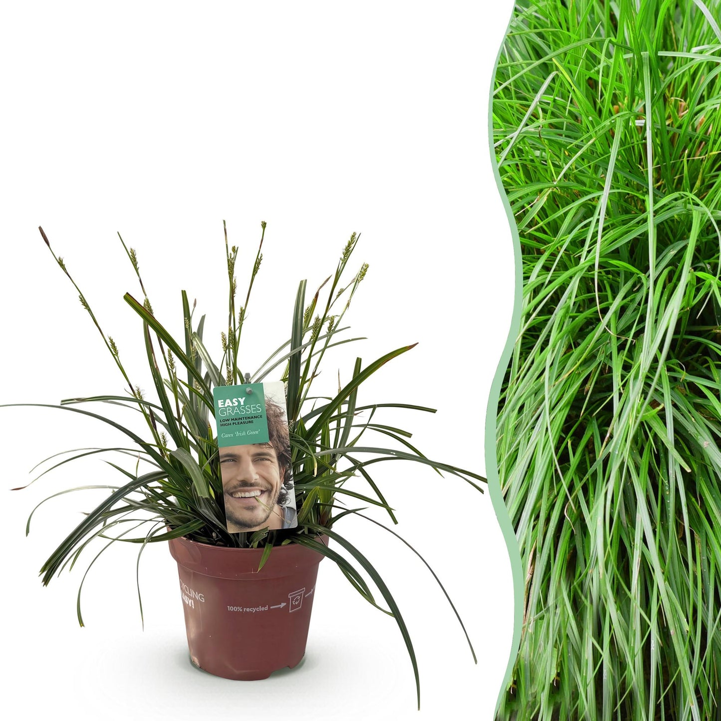 Carex oshimensis Intense Green : plant en pot sur fond blanc à côté d'une image de haie formée par cette graminée ornementale.