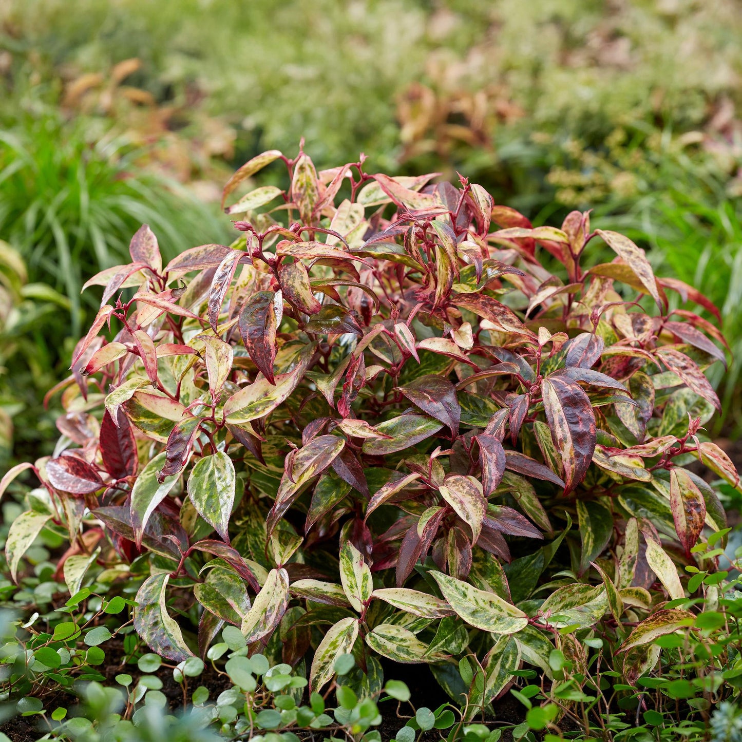 Leucothoe Makijaz, plante d'extérieur au feuillage panaché vert, crème et teinté de marron, dans un jardin verdoyant.