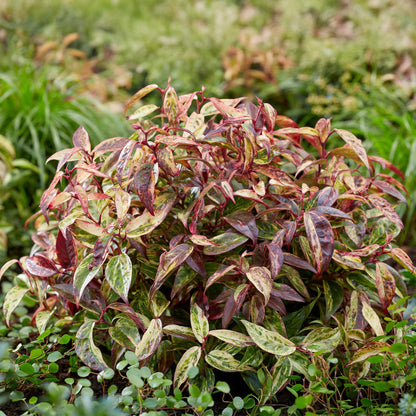 Leucothoe Makijaz, plante d'extérieur au feuillage panaché vert, crème et teinté de marron, dans un jardin verdoyant.