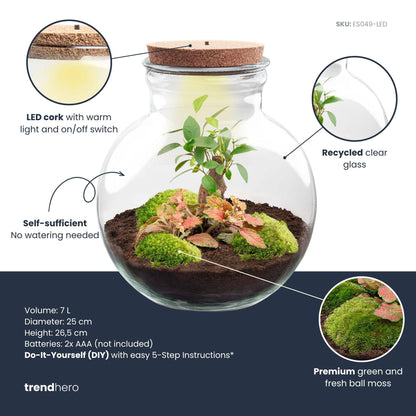 Kit terrarium boule bonsaï : Sans outils, avec bouchon LED