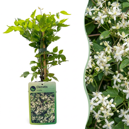 Clématite des haies (Clematis vitalba) - grimpante parfumée