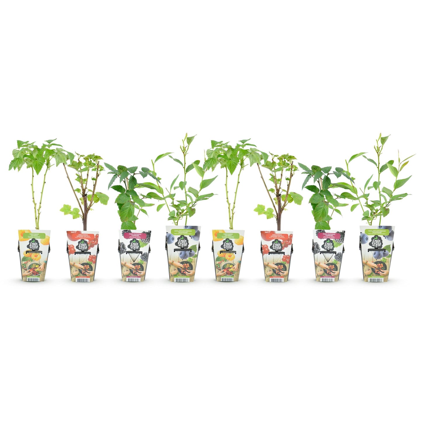 Plants de Groseille, Framboise Jaune, Mûre et Myrtille en pots individuels, alignés sur fond blanc, prêts à être plantés.